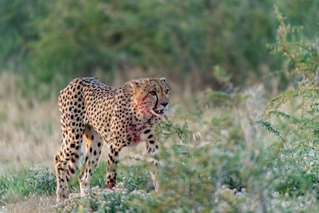 Cheetah in the Okavango Delta - Moremi National Park in Botswanaの写真素材