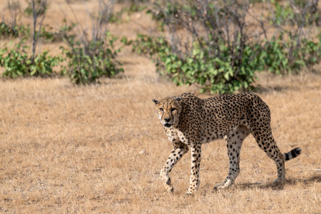 Cheetah (Acinonyx jubatus) in Serengeti National Park, Tanzaniaの写真素材