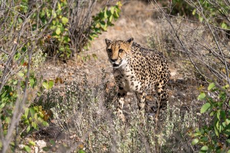 Cheetah in Kruger National Park, South Africa; Species Acinonyx jubatus family of Felidaeの写真素材