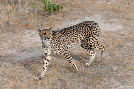 Cheetah (Acinonyx jubatus) in Etosha National Park, Namibiaの写真素材