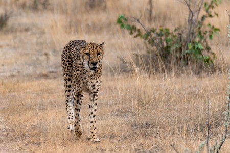 Cheetah in the Okavango Delta - Moremi National Park in Botswana