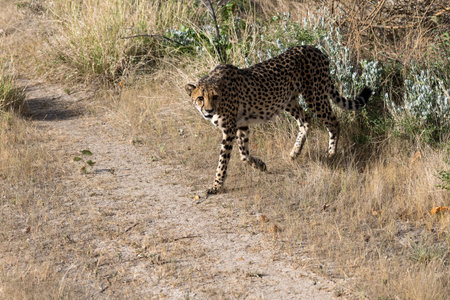 Cheetah in the Okavango Delta - Moremi National Park in Botswanaの写真素材