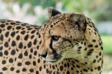 Close-up of cheetah, Acinonyx jubatusの写真素材