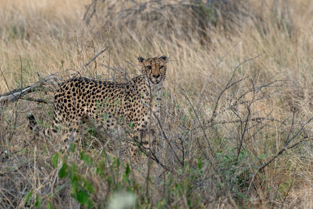 Cheetah in the Okavango Delta - Moremi National Park in Botswanaの写真素材