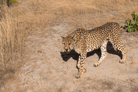 Cheetah (Acinonyx jubatus) in the Etosha National Park, Namibia.の写真素材