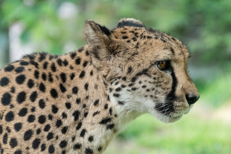 Cheetah (Acinonyx jubatus) portrait