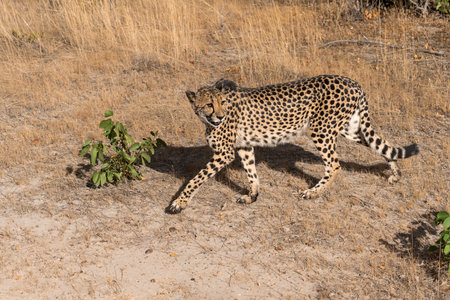 Cheetah in Kruger National Park, South Africa; Species Acinonyx jubatus family of Felidaeの写真素材