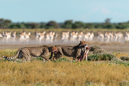 Cheetah (Acinonyx jubatus) with kill in Etosha National Park, Namibiaの写真素材