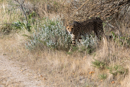 Cheetah in the Okavango Delta - Moremi National Park in Botswanaの写真素材