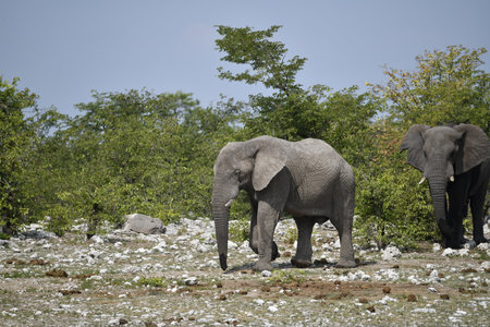 Elephants in Chobe National Park, Botswana, Africaの写真素材