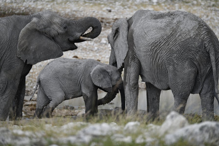 Elephants in the Etosha National Park, Namibiaの写真素材