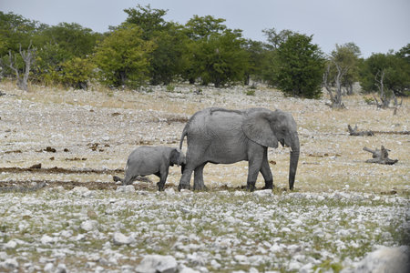 African elephant with baby in Chobe National Park, Botswana, Africaの写真素材