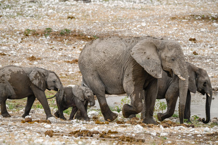 Elephants in Chobe National Park, Botswana, Africaの写真素材