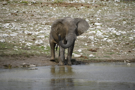 Elephant drinking water from a pool in Chobe National Park, Botswana, Africa