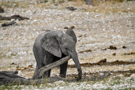 Elephant in Etosha National Park, Namibia, Africaの写真素材