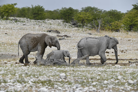 Elephants in Chobe National Park, Botswana, Africaの写真素材