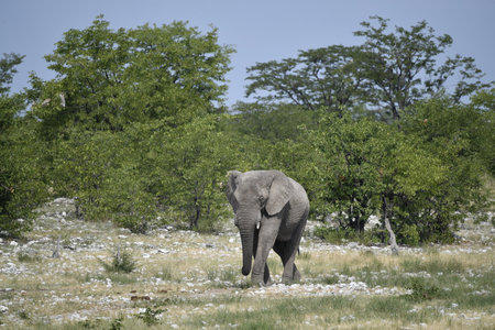 Elephant in the Okavango Delta - Moremi National Park in Botswanaの写真素材