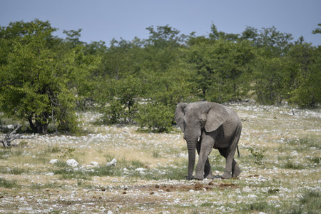 Elephant in Etosha National Park, Namibia, Africaの写真素材