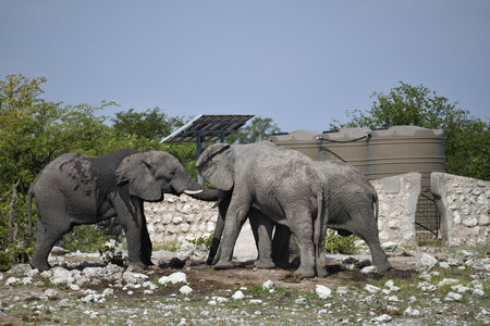 Elephants in the zooの写真素材