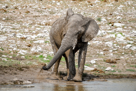 African elephant, Loxodonta Africana, single mammal in water, Etosha National Park, Namibiaの写真素材