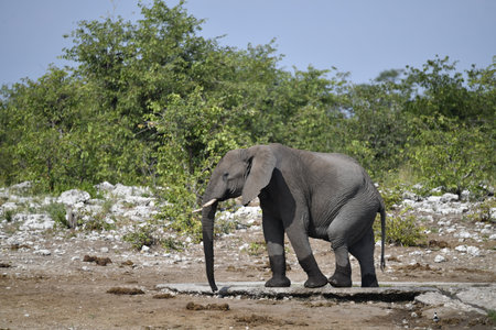 Elephant in the Chobe National Park, Botswana, Africaの写真素材