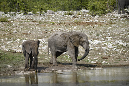 Elephants at a waterhole in Chobe National Park, Botswana, Africaの写真素材