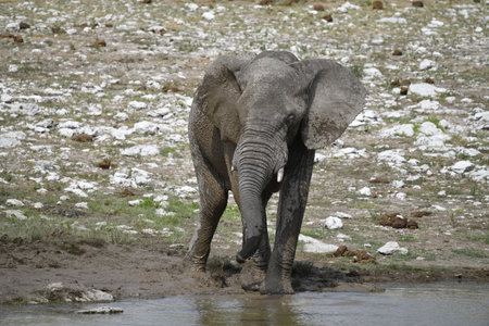 African Elephant - Loxodonta Africana - drinking waterの写真素材