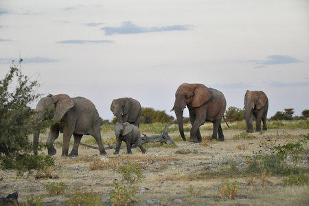 Elephants in Chobe National Park, Botswana, Africaの写真素材