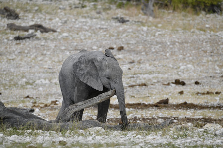 African elephant, Loxodonta Africana, single mammal in water, Etosha National Park, Namibiaの写真素材