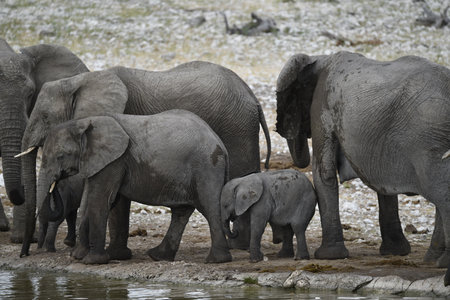Elephants in Chobe National Park, Botswana, Africaの写真素材
