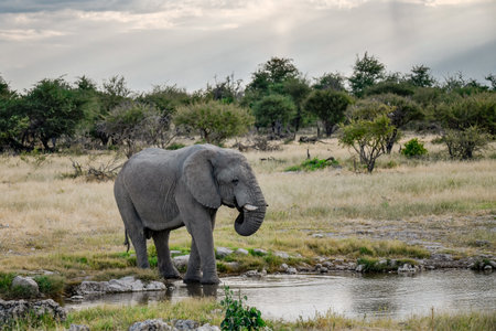 Elephant in Chobe National Park, Botswana, Africa.の写真素材