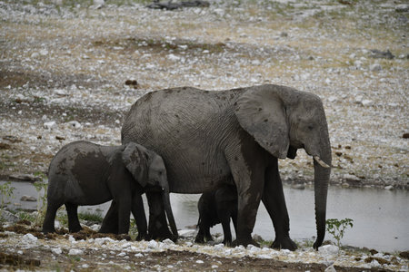 Elephants in Chobe National Park, Botswana, Africaの写真素材