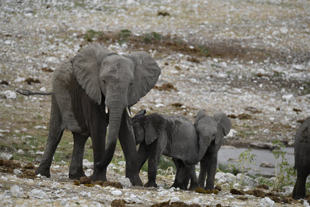African Elephants (Loxodonta Africana)の写真素材
