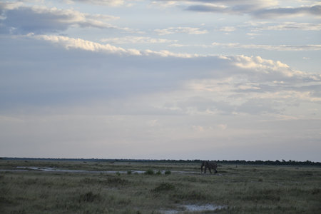 Lion in savanna at sunset, Chobe National Park, Botswanaの写真素材