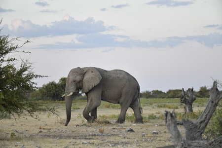 African elephant in Chobe National Park, Botswana, Africa.の写真素材