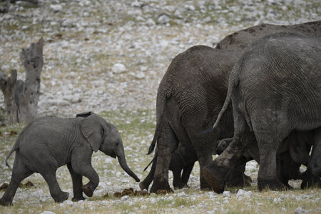 Elephants in Chobe National Park, Botswana, Africaの写真素材
