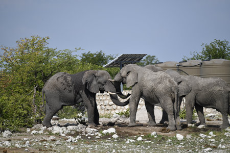 Elephants in a zoo in Chobe National Park, Botswana, Africaの写真素材