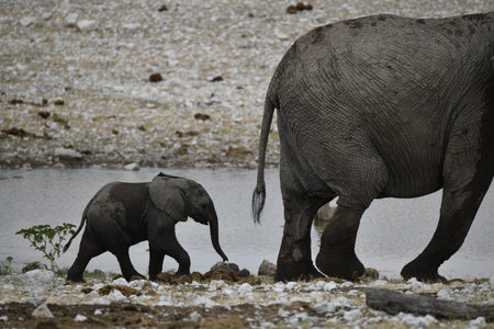 African elephant with baby, Etosha National Park, Namibiaの写真素材