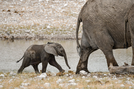 African Elephants - Loxodonta Africanaの写真素材