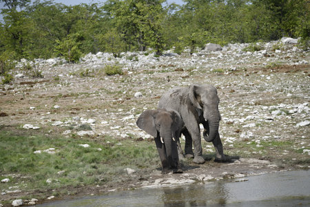 Elephants in Chobe National Park, Botswana, Africaの写真素材