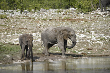 Elephants at a waterhole in Chobe National Park, Botswana, Africaの写真素材