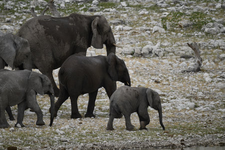 Elephants in the Etosha National Park, Namibiaの写真素材
