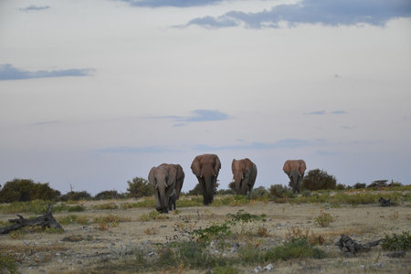 Elephants in the Etosha National Park, Namibiaの写真素材