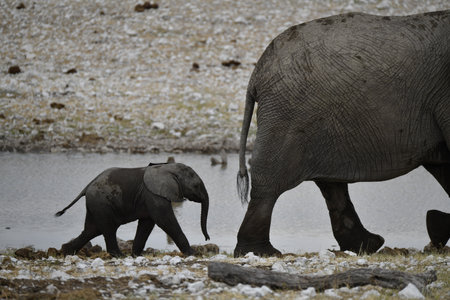 African elephant with baby, Etosha National Park, Namibiaの写真素材