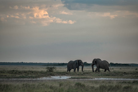 Elephants in Chobe National Park, Botswana, Africaの写真素材