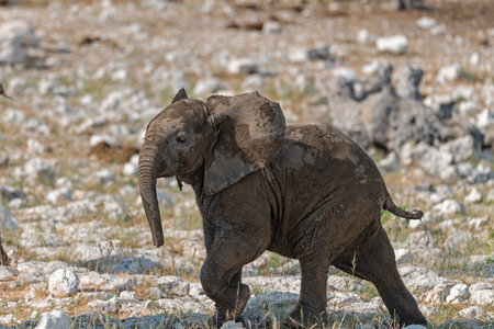 Elephant in Etosha National Park, Namibia, Africaの写真素材