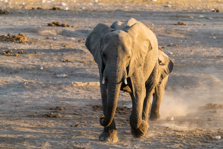 Elephants in the Etosha National Park, Namibia