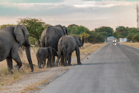 Elephants in Chobe National Park, Botswana, Africaの写真素材