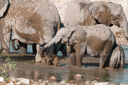 Elephants drinking at a waterhole in Chobe National Park, Botswana, Africaの写真素材