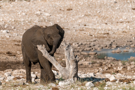 Elephant at a waterhole in Etosha National Park, Namibiaの写真素材